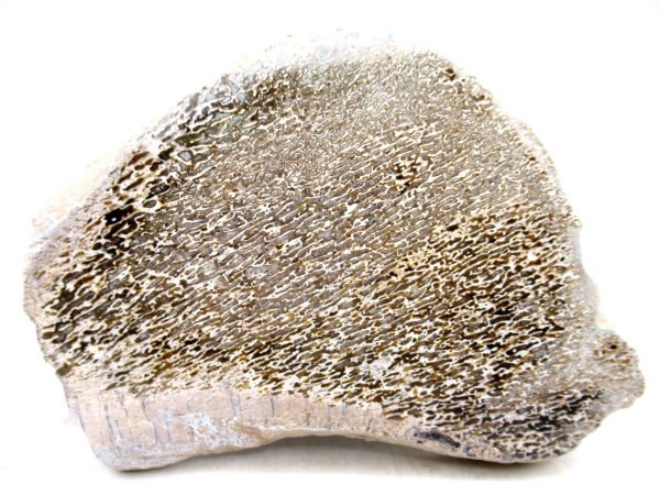 Genuine Cretaceous Age Polished Dinosaur Bone Slice for Sale from Morocco #95
