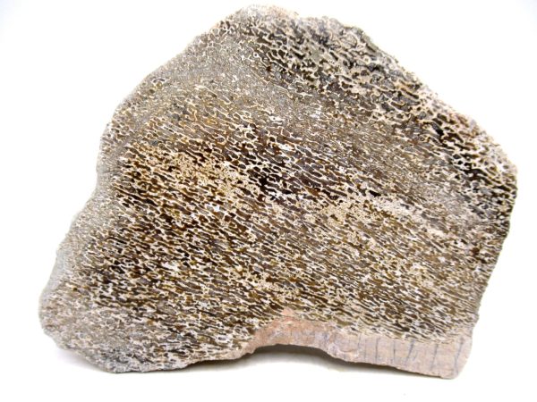 Genuine Cretaceous Age Polished Dinosaur Bone Slice for Sale from Morocco #95a