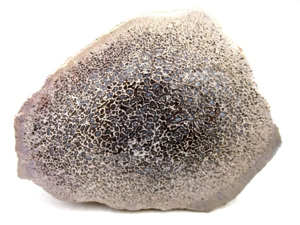 Genuine Cretaceous Age Polished Dinosaur Bone Slice for Sale from Morocco #96a