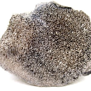 Genuine Cretaceous Age Polished Dinosaur Bone Slice for Sale from Morocco #97