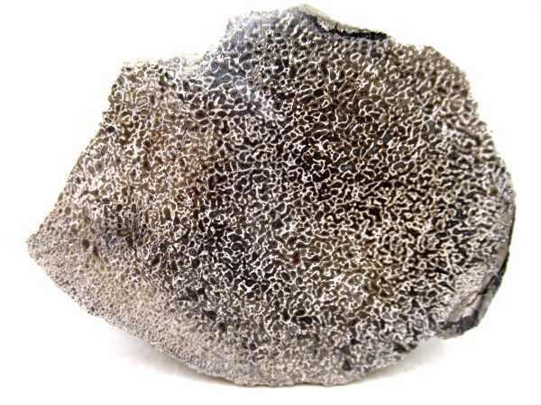 Genuine Cretaceous Age Polished Dinosaur Bone Slice for Sale from Morocco #97