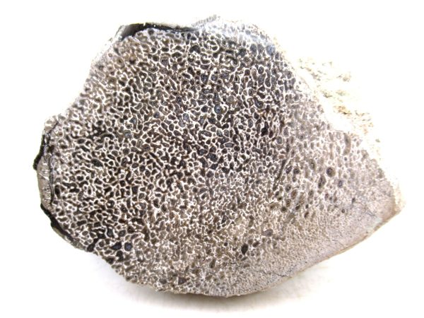 Genuine Cretaceous Age Polished Dinosaur Bone Slice for Sale from Morocco #97a