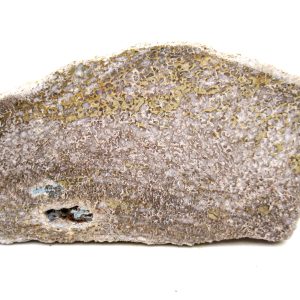 Genuine Cretaceous Age Polished Dinosaur Bone Slice for Sale from Morocco #98