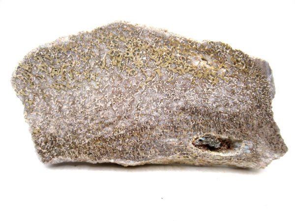 Genuine Cretaceous Age Polished Dinosaur Bone Slice for Sale from Morocco #98a
