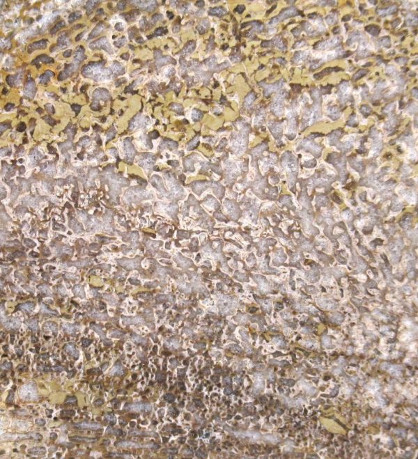Genuine Cretaceous Age Polished Dinosaur Bone Slice for Sale from Morocco #98b