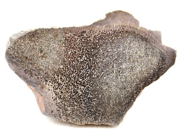 Genuine Cretaceous Age Polished Dinosaur Bone Slice for Sale from Morocco #99