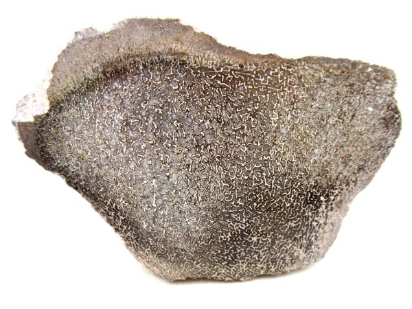 Genuine Cretaceous Age Polished Dinosaur Bone Slice for Sale from Morocco #99a