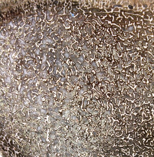 Genuine Cretaceous Age Polished Dinosaur Bone Slice for Sale from Morocco #99b