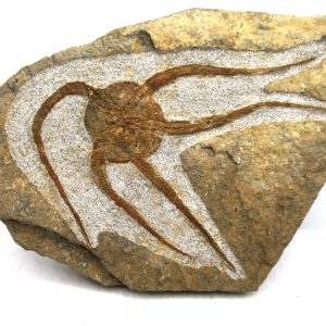 Morocco Ophiura Ordovician Morocco Africa Brittle Star For Sale #17- 4.93" wide
