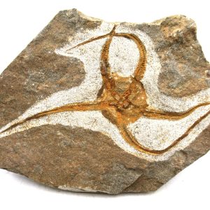 Morocco Ophiura Ordovician Morocco Africa Brittle Star For Sale #18 - 5.33" wide