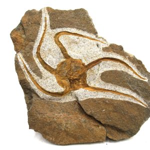 Morocco Ophiura Ordovician Morocco Africa Brittle Star For Sale #20 - 5.18" wide