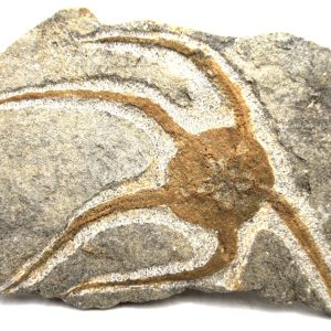 Morocco Ophiura Ordovician Morocco Africa Brittle Star For Sale #21 - 4.75" wide