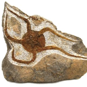 Morocco Ophiura Ordovician Morocco Africa Brittle Star For Sale #22 - 4.98" wide