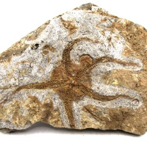 Morocco Ophiura Ordovician Morocco Africa Brittle Star For Sale #23 - 4.37" wide