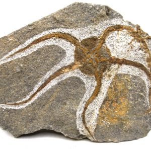 Morocco Ophiura Ordovician Morocco Africa Brittle Star For Sale #24 - 5.74" wide