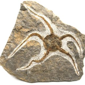 Morocco Ophiura Ordovician Morocco Africa Brittle Star For Sale #25 - 6.13" wide