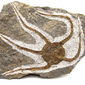 Morocco Ophiura Ordovician Morocco Africa Brittle Star For Sale #26 - 4.71" wide