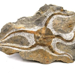 Morocco Ophiura Ordovician Morocco Africa Brittle Star For Sale #27 - 5.67" wide