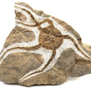 Morocco Ophiura Ordovician Morocco Africa Brittle Star For Sale #28 - 5.58" wide