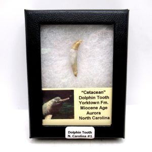 Cetacea Fossil Miocene Dolphin Tooth from N. Carolina #1