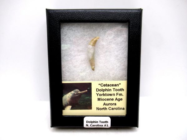 Cetacea Fossil Miocene Dolphin Tooth from N. Carolina #1