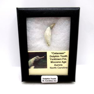 Cetacea Fossil Miocene Dolphin Tooth from N. Carolina #2