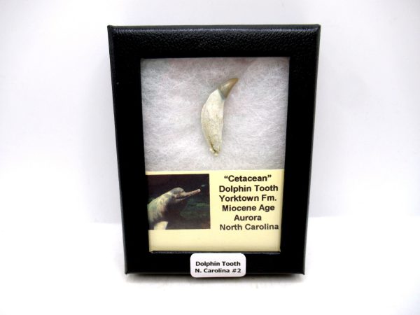 Cetacea Fossil Miocene Dolphin Tooth from N. Carolina #2
