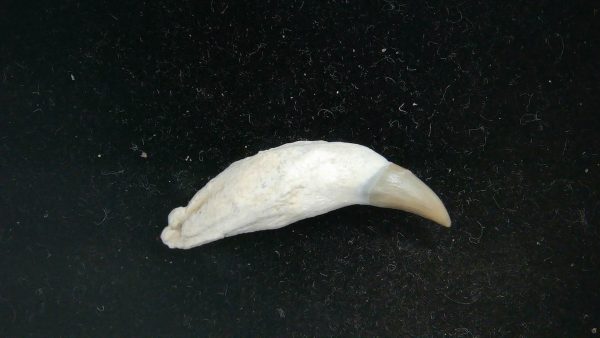 Cetacea Fossil Miocene Dolphin Tooth from N. Carolina #2 - Image 2