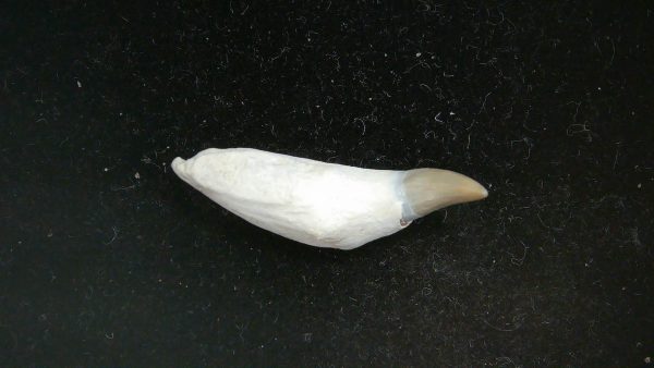 Cetacea Fossil Miocene Dolphin Tooth from N. Carolina #2 - Image 4