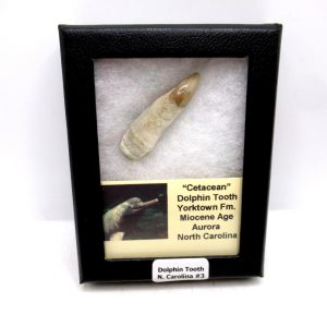 Cetacea Fossil Miocene Dolphin Tooth from N. Carolina #3