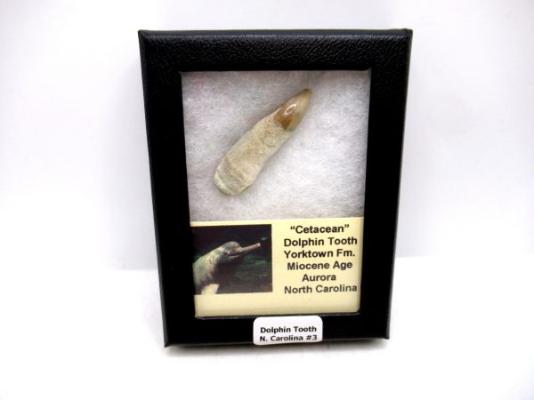 Cetacea Fossil Miocene Dolphin Tooth from N. Carolina #3