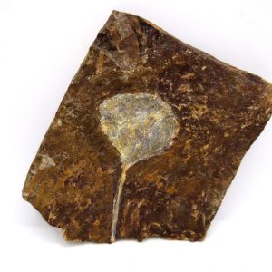 North Dakota Paleocene Ginko Leaves Fossils for Sale #90 - 3.49"
