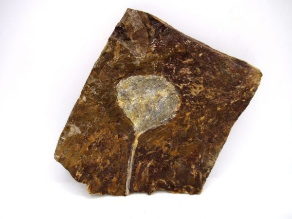 North Dakota Paleocene Ginko Leaves Fossils for Sale #90 - 3.49"