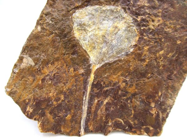 North Dakota Paleocene Ginko Leaves Fossils for Sale #90 - 3.49" - Image 2