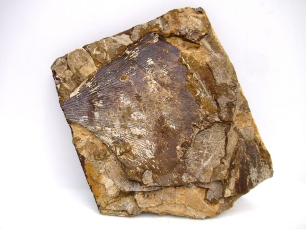North Dakota Paleocene Ginko Leaves Fossils for Sale #90 - 3.49" - Image 4