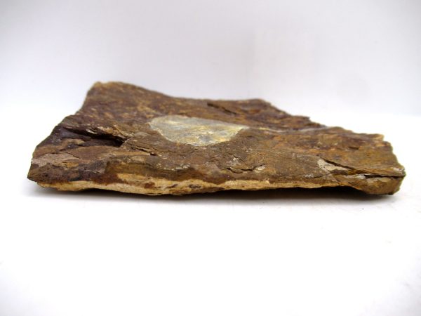 North Dakota Paleocene Ginko Leaves Fossils for Sale #90 - 3.49" - Image 3