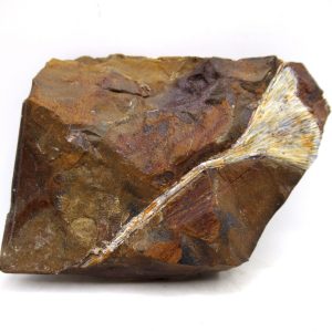 North Dakota Paleocene Ginko Leaves Fossils for Sale #91 - 3.91"
