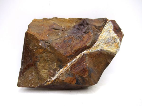 North Dakota Paleocene Ginko Leaves Fossils for Sale #91 - 3.91"