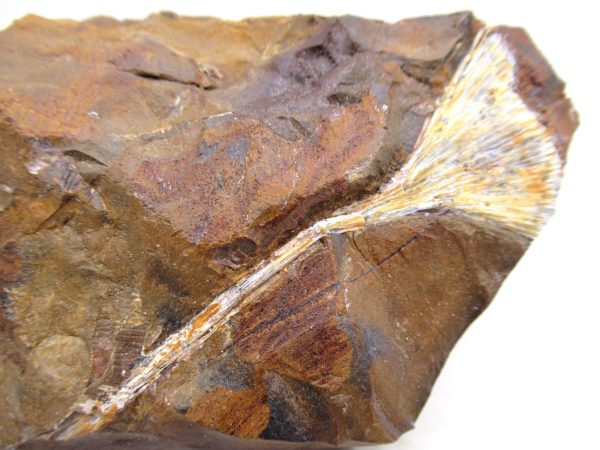 North Dakota Paleocene Ginko Leaves Fossils for Sale #91 - 3.91" - Image 2