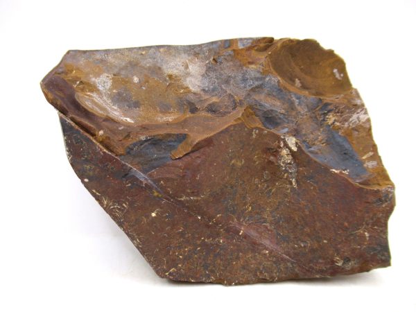 North Dakota Paleocene Ginko Leaves Fossils for Sale #91 - 3.91" - Image 4