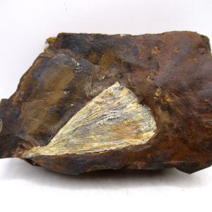 North Dakota Paleocene Ginko Leaves Fossils for Sale #92 - 3.70"