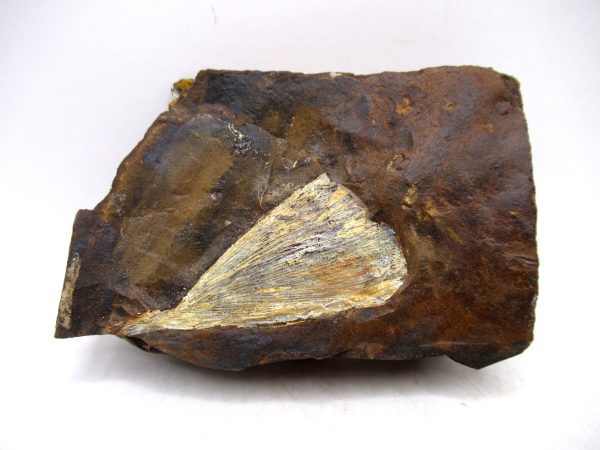 North Dakota Paleocene Ginko Leaves Fossils for Sale #92 - 3.70"