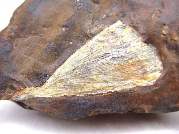 North Dakota Paleocene Ginko Leaves Fossils for Sale #92 - 3.70" - Image 2