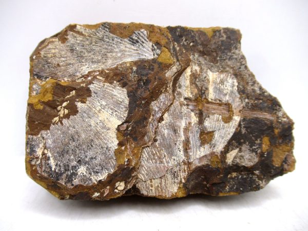 North Dakota Paleocene Ginko Leaves Fossils for Sale #92 - 3.70" - Image 4