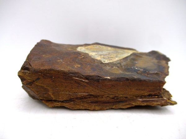 North Dakota Paleocene Ginko Leaves Fossils for Sale #92 - 3.70" - Image 3