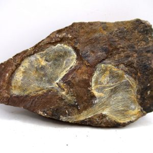 North Dakota Paleocene Ginko Leaves Fossils for Sale #93 - 3.56"
