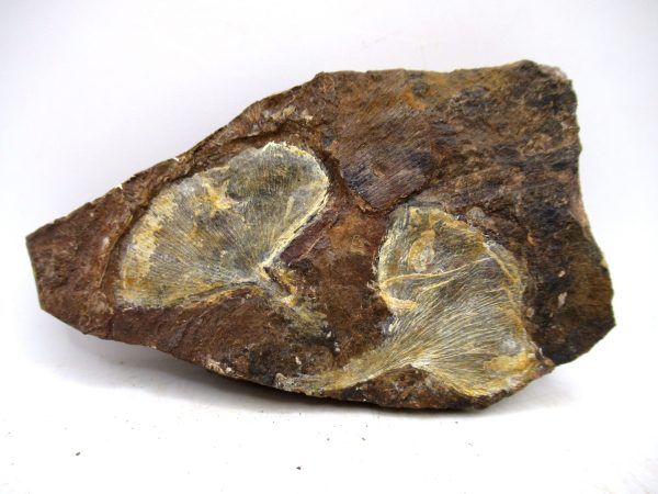 North Dakota Paleocene Ginko Leaves Fossils for Sale #93 - 3.56"