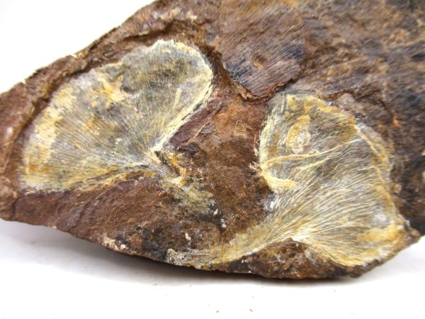 North Dakota Paleocene Ginko Leaves Fossils for Sale #93 - 3.56" - Image 2