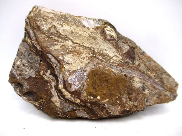 North Dakota Paleocene Ginko Leaves Fossils for Sale #93 - 3.56" - Image 4