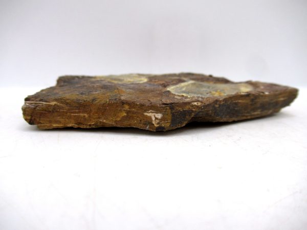North Dakota Paleocene Ginko Leaves Fossils for Sale #93 - 3.56" - Image 3